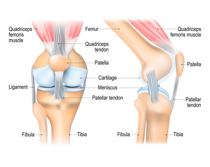 a diagram showing the different parts of the knee